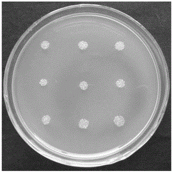 Ustilaginoidea virens inhibitor derived from potato-xylose mixture