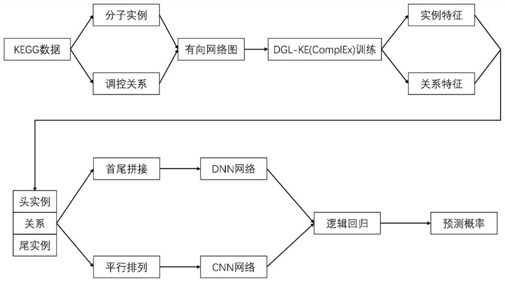 Molecular regulation relationship prediction method and system based on knowledge graph