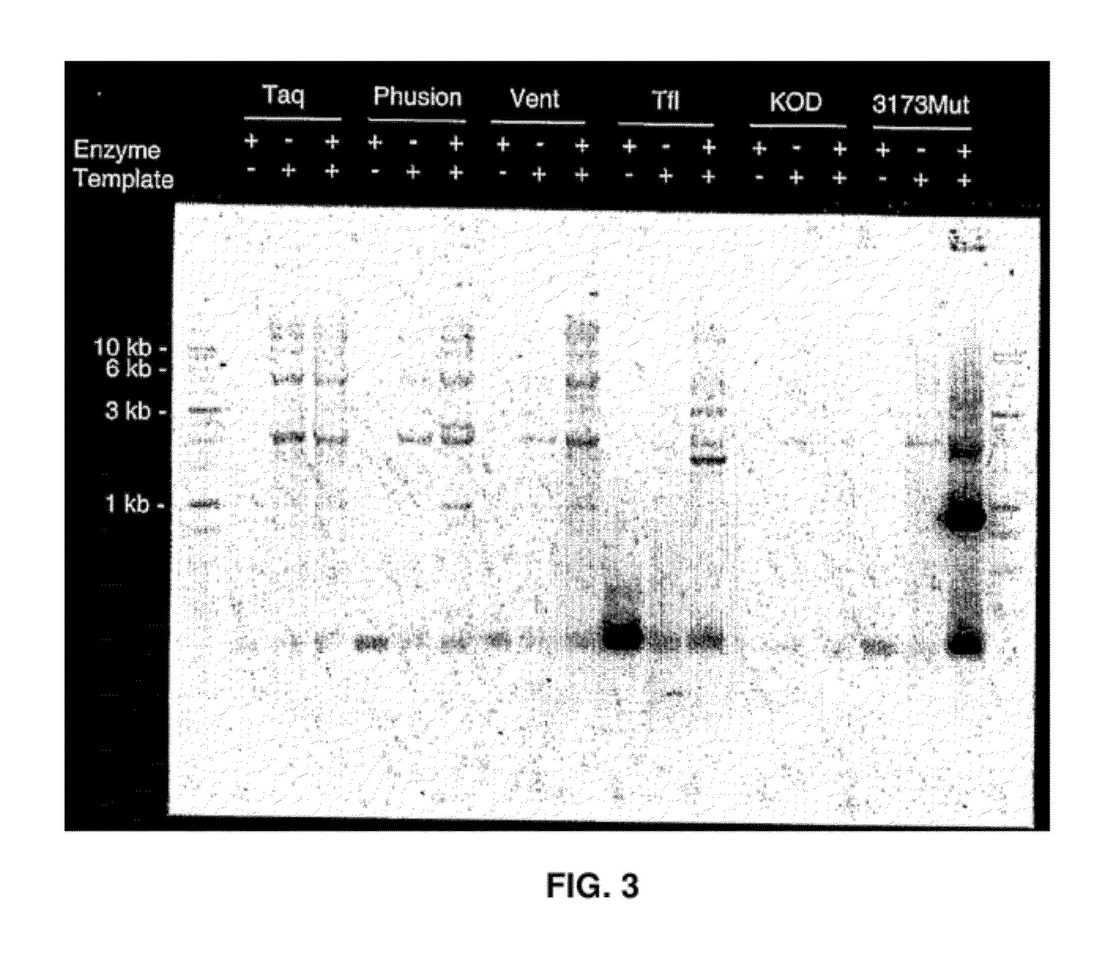 Thermostable DNA polymerases and methods of use