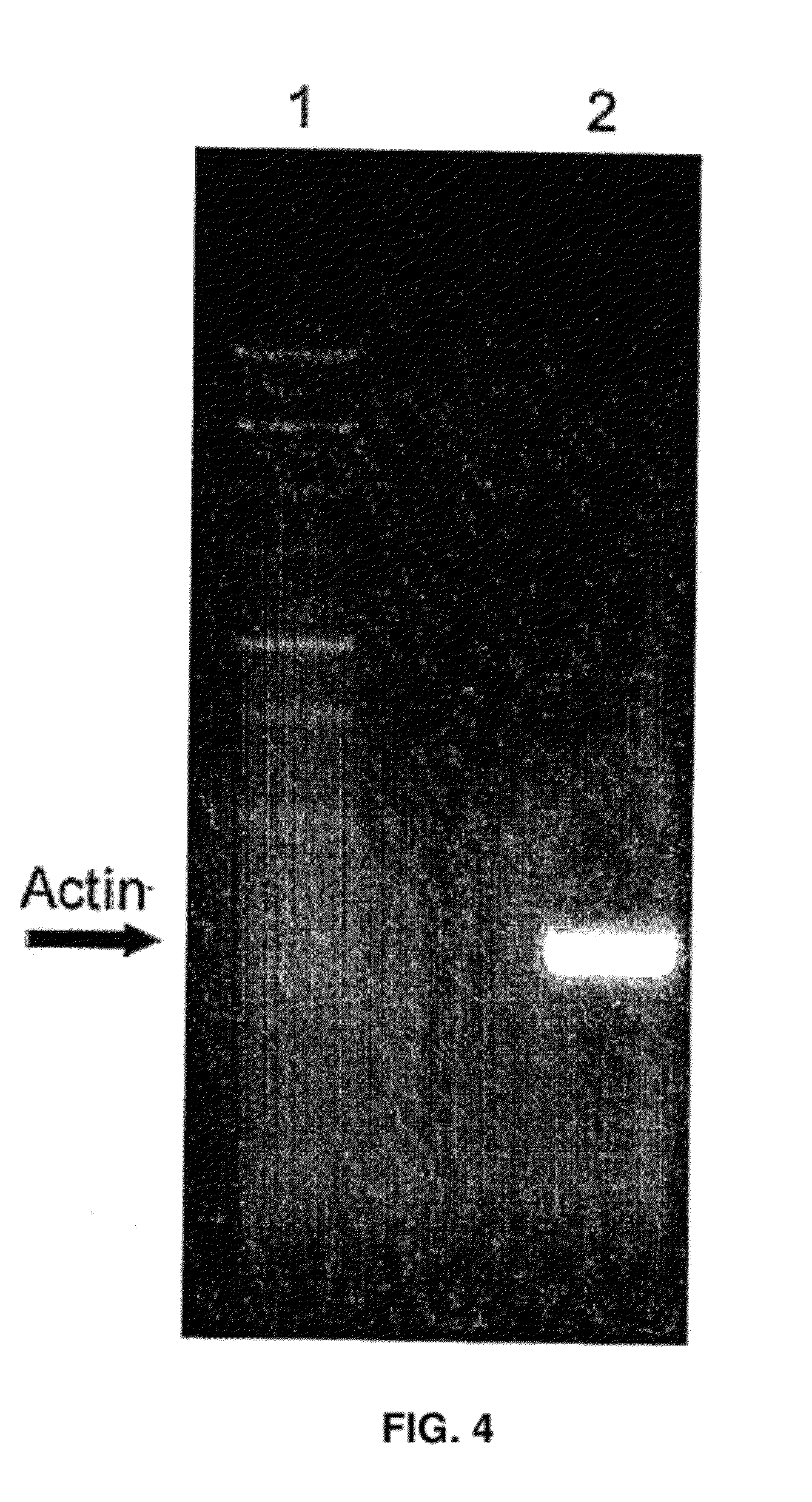 Thermostable DNA polymerases and methods of use