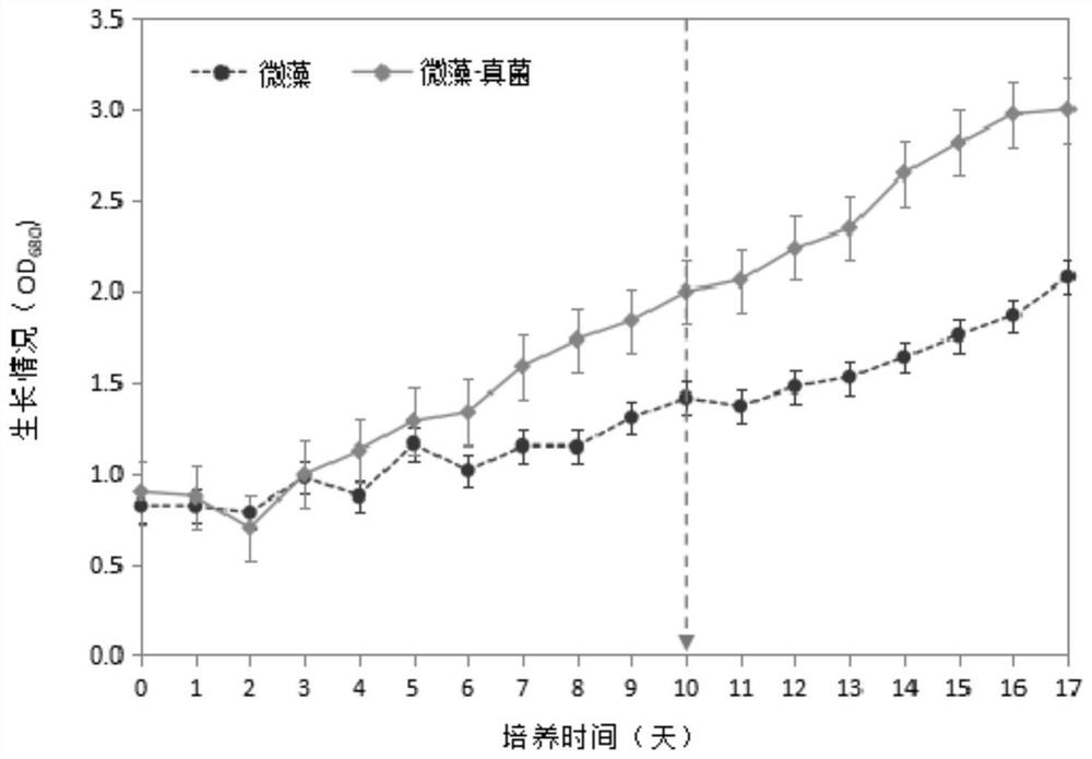 Method for harvesting microalgae by utilizing fungus floating biological pad