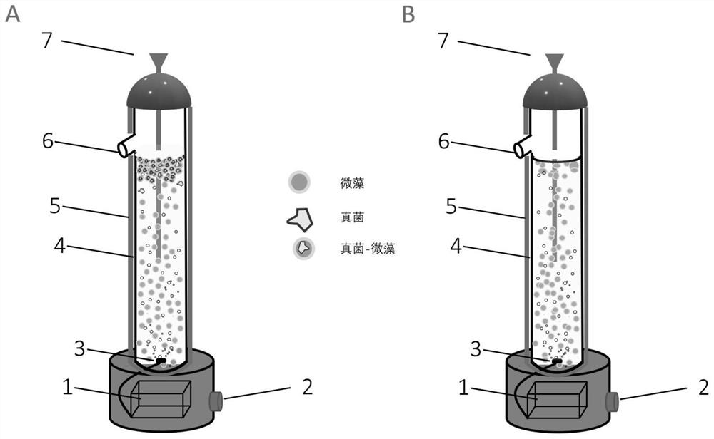 Method for harvesting microalgae by utilizing fungus floating biological pad