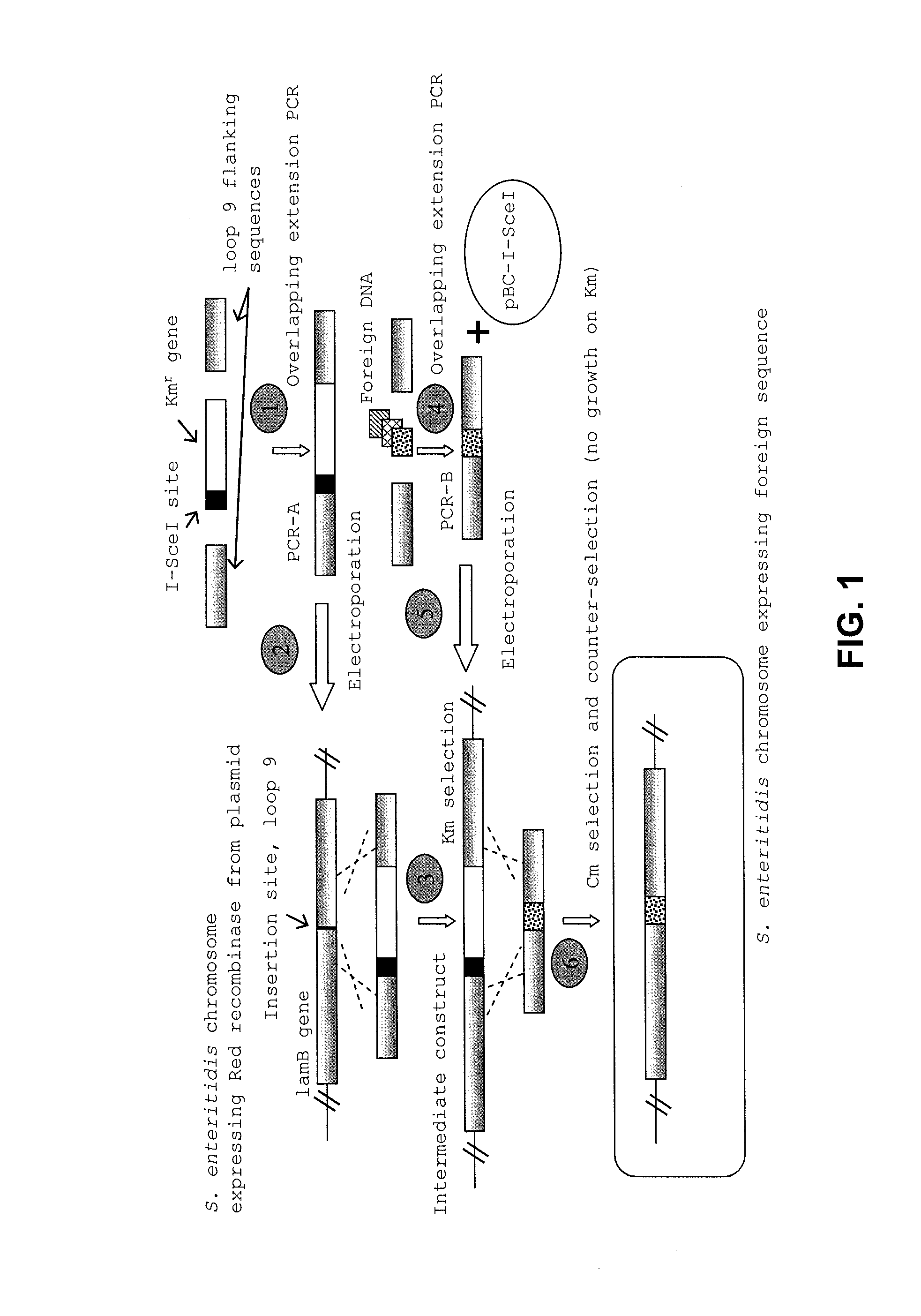 Compositions and methods of enhancing immune responses