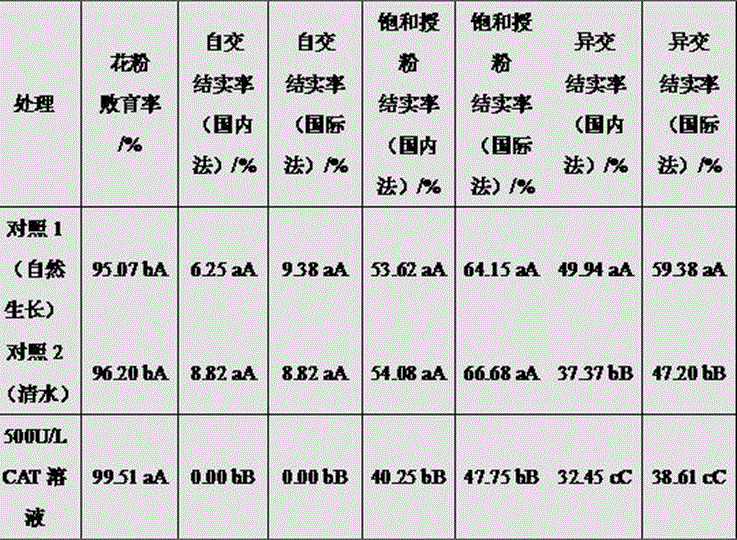 Chemical regulating method for keeping sterile line of thermo-sensitive genic male sterile wheat BNS thoroughly aborted