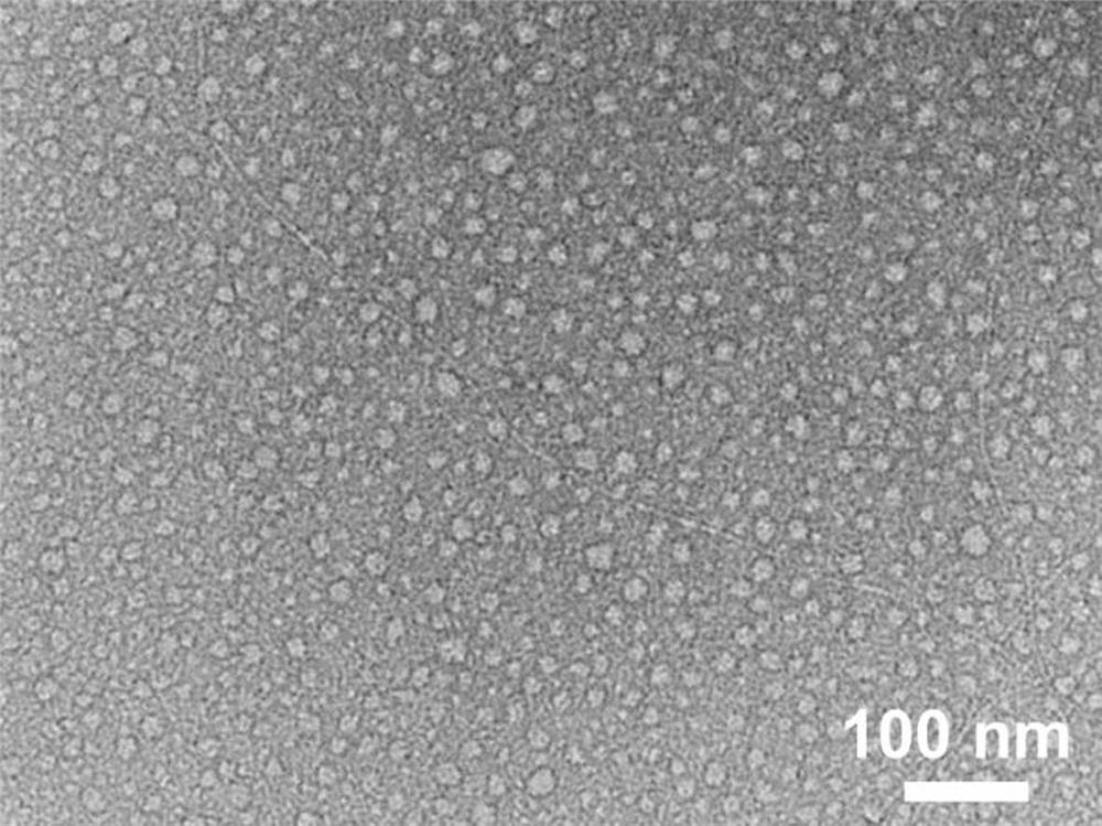 Small molecule peptide as well as preparation method and application of small molecule peptide as nano drug carrier