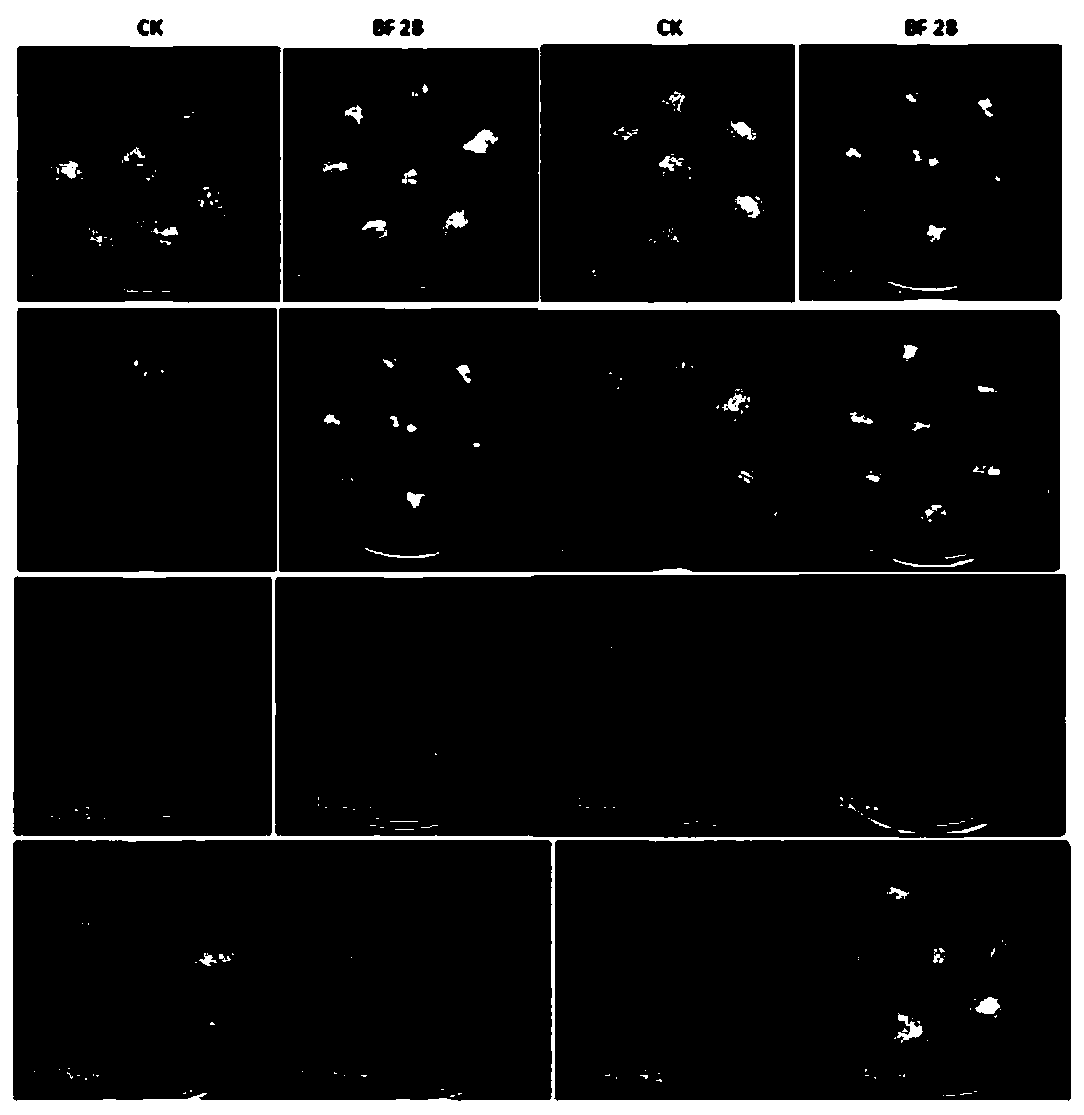 Method for evaluating resistance of pine tree calli to bursaphelenchus xylophilus