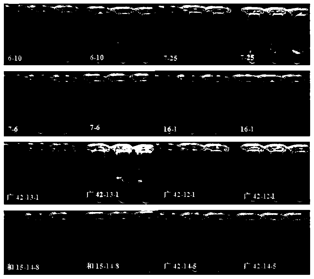 Method for evaluating resistance of pine tree calli to bursaphelenchus xylophilus