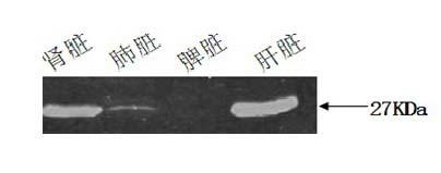 Method for efficiently extracting sheep viscus tissue protein