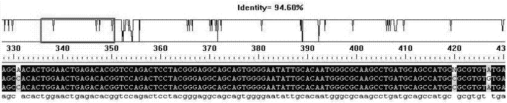 Rapid-recognition gene chip for pathogenic bacteria of pneumonia