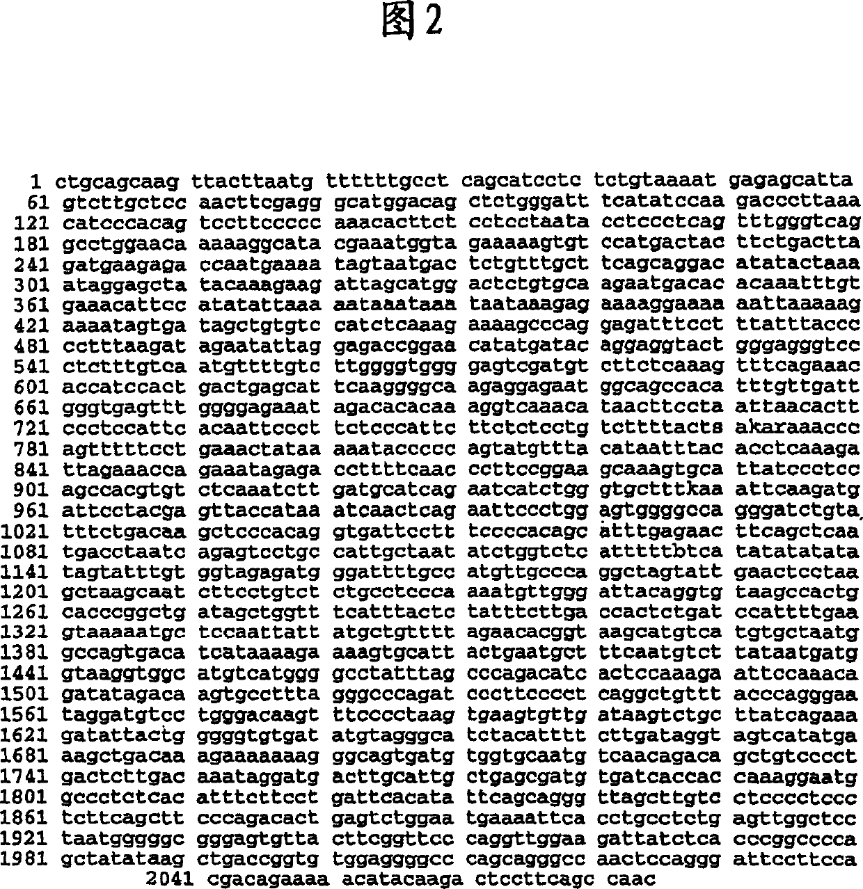 Heart ankyrin repeat protein gene upstream sequence, carrier containing the same sequence and usage thereof