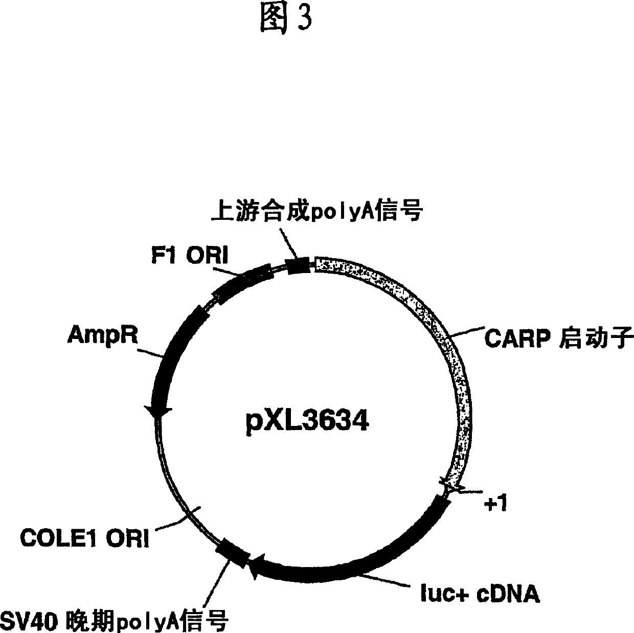 Heart ankyrin repeat protein gene upstream sequence, carrier containing the same sequence and usage thereof