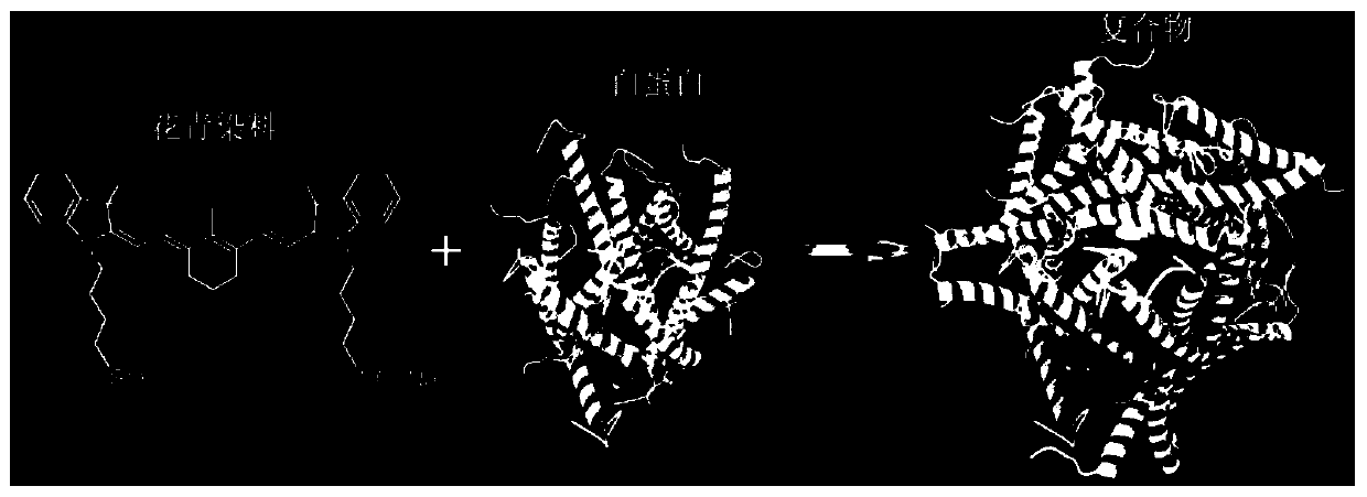 Functional protein and cyanine dye molecule compound and preparation method and application thereof