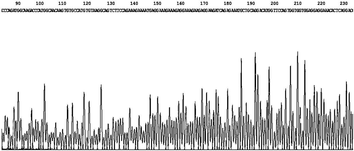 Method for constructing plasmids of recombinant human SPINK5 genes and application of plasmids