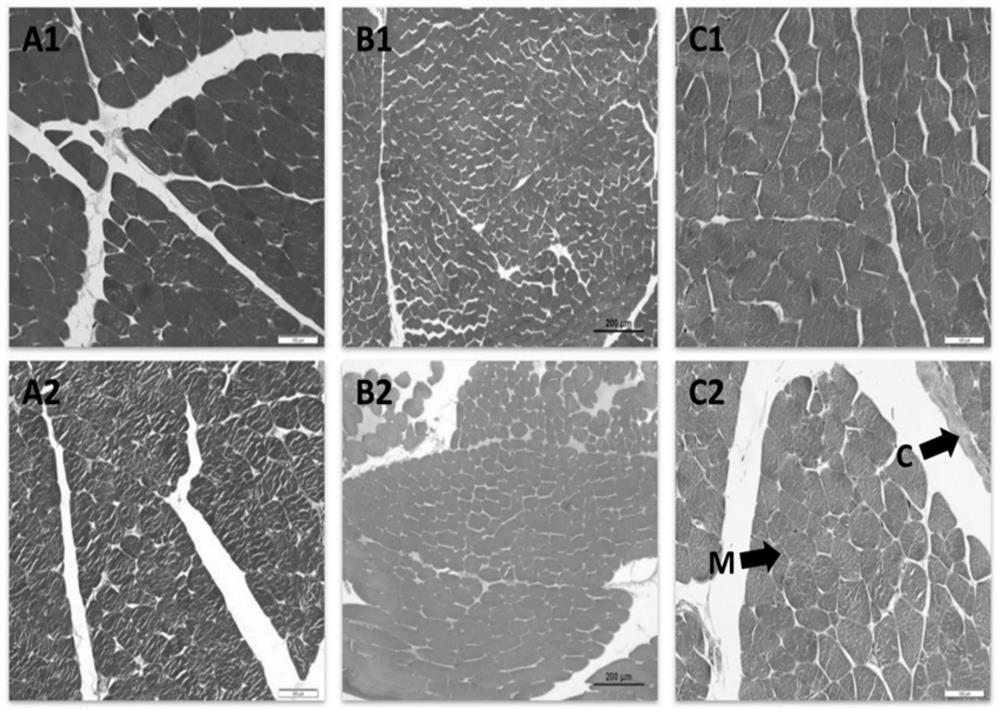 Application of ubiquitin-specific protease 8 in regulation and breeding of Hu mutton