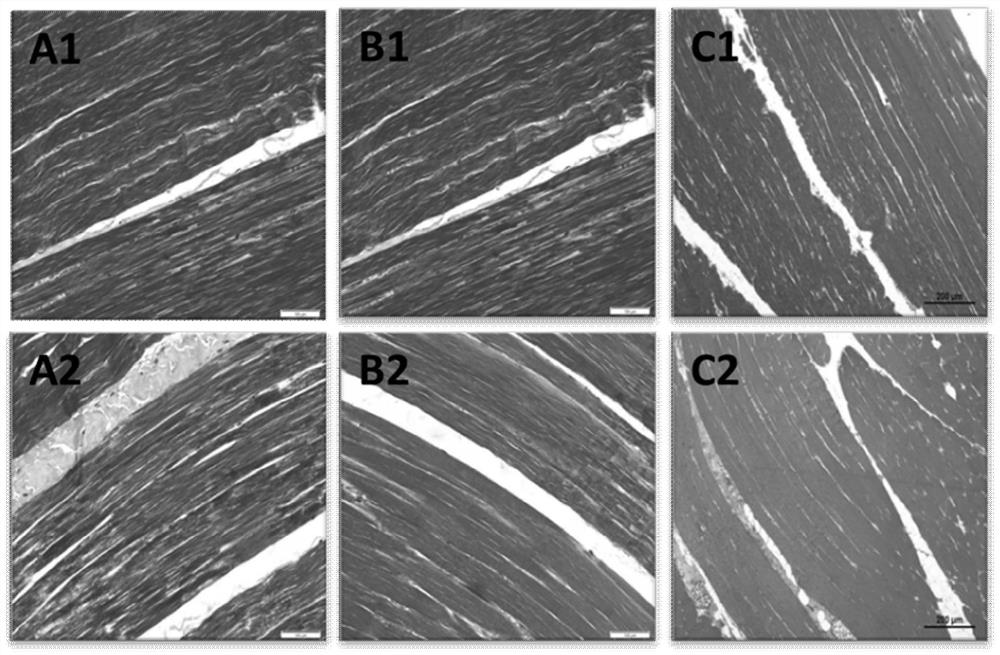 Application of ubiquitin-specific protease 8 in regulation and breeding of Hu mutton