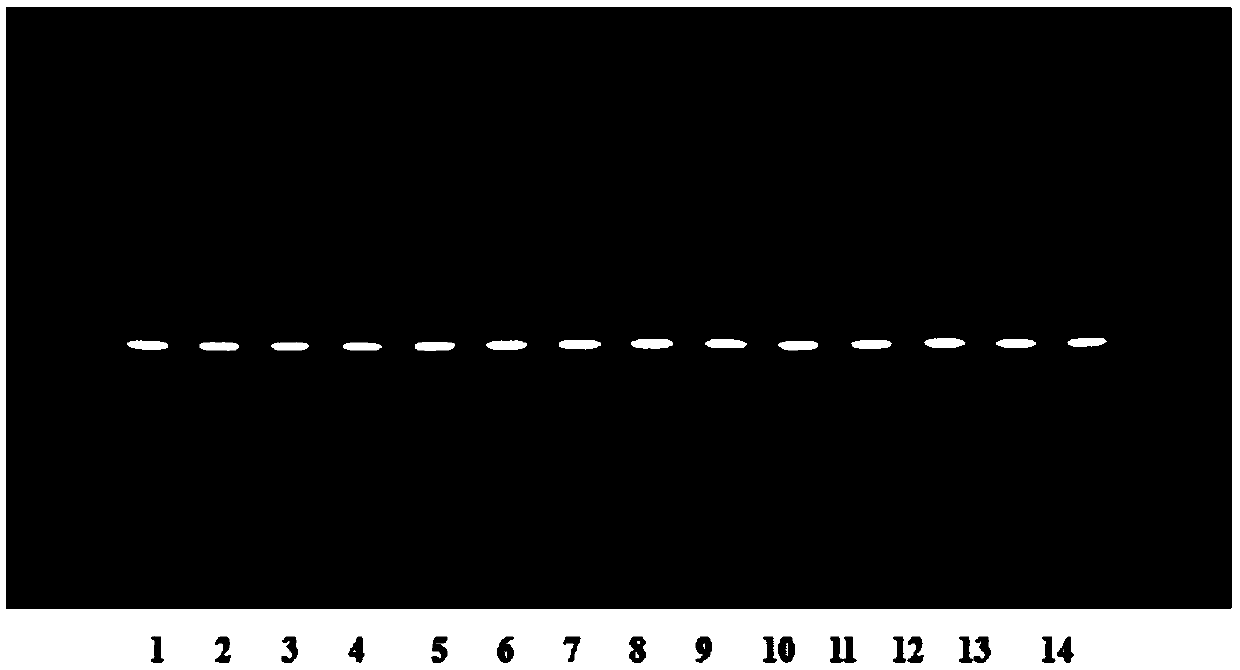 Phellodendron contrast extract and preparation method and application thereof