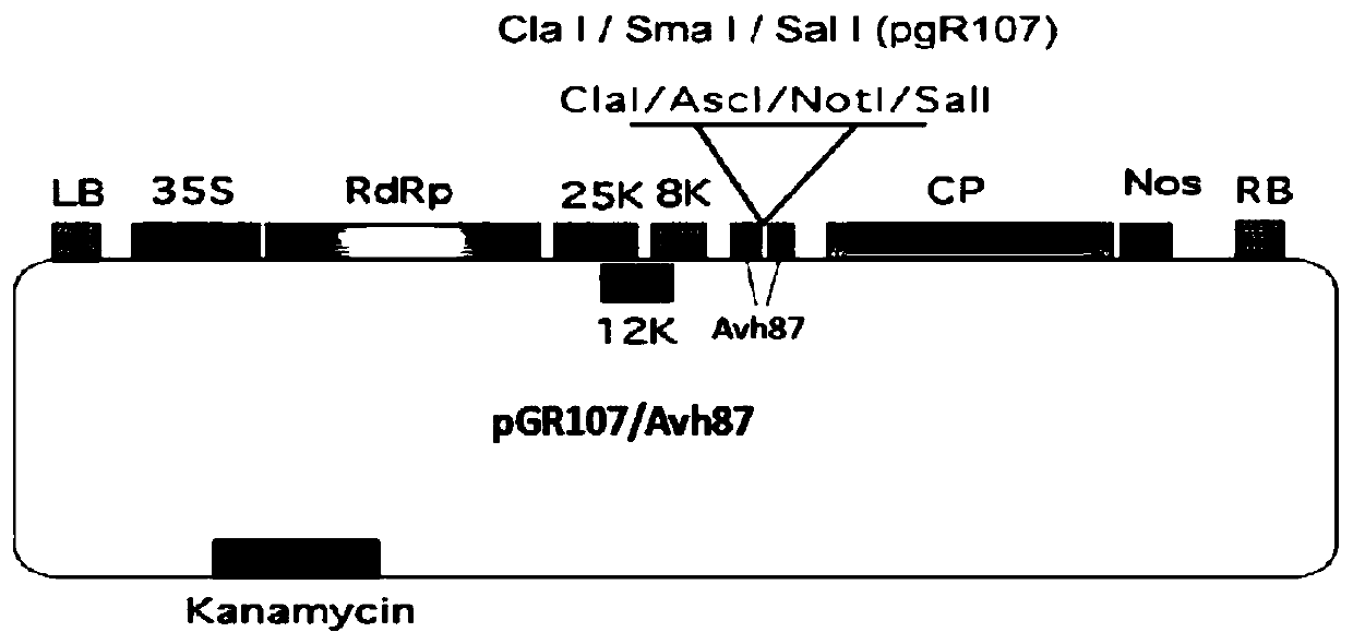 Effector protein Avh87 derived from phytophthora cinnamomi, and coding gene and application thereof