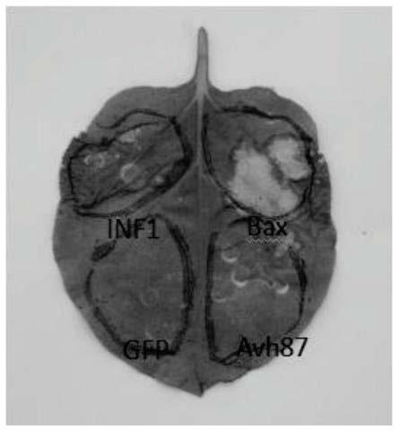 Effector protein Avh87 derived from phytophthora cinnamomi, and coding gene and application thereof