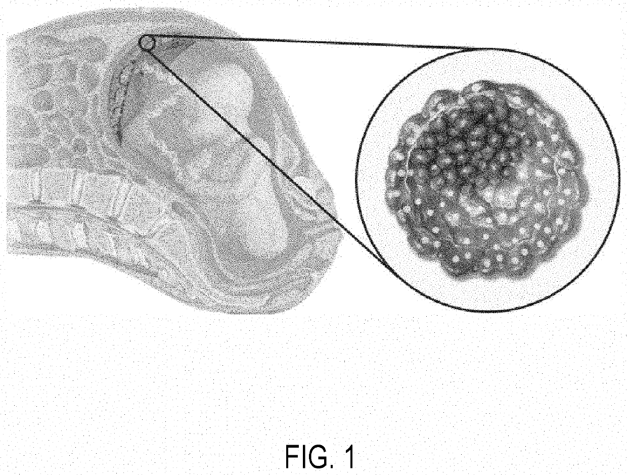 Personalized cells, tissues, and organs for transplantation from a humanized, bespoke, designated-pathogen free, (n0n-human) donor and methods and products relating to same