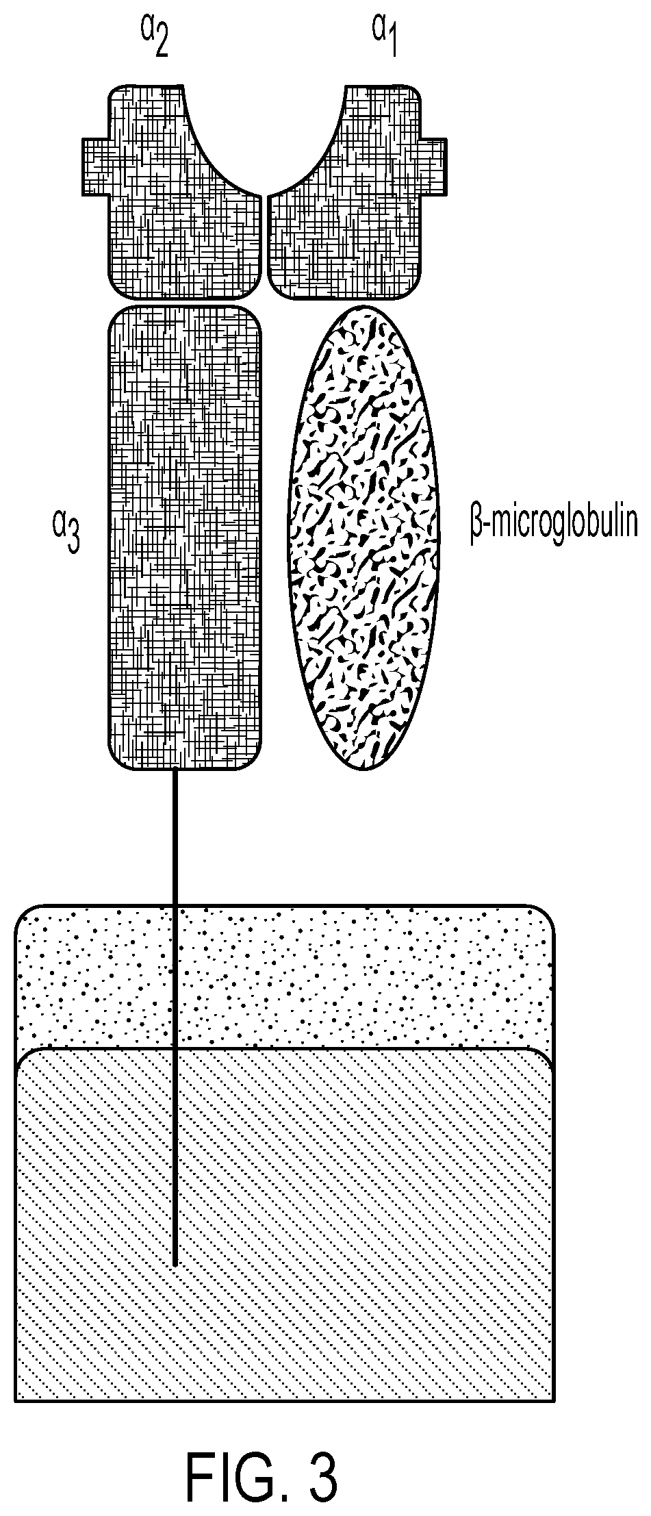 Personalized cells, tissues, and organs for transplantation from a humanized, bespoke, designated-pathogen free, (n0n-human) donor and methods and products relating to same