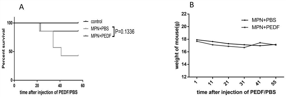 Application of pedf in preparation of medicine for treating myeloproliferative diseases