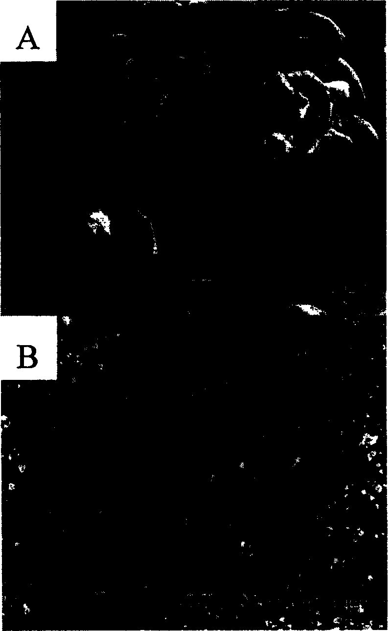 Preparation method for nano skutterudite compound pyro electric material