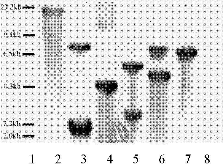 Method for improving soybean quality and DNA (Deoxyribonucleic Acid) molecule special for same