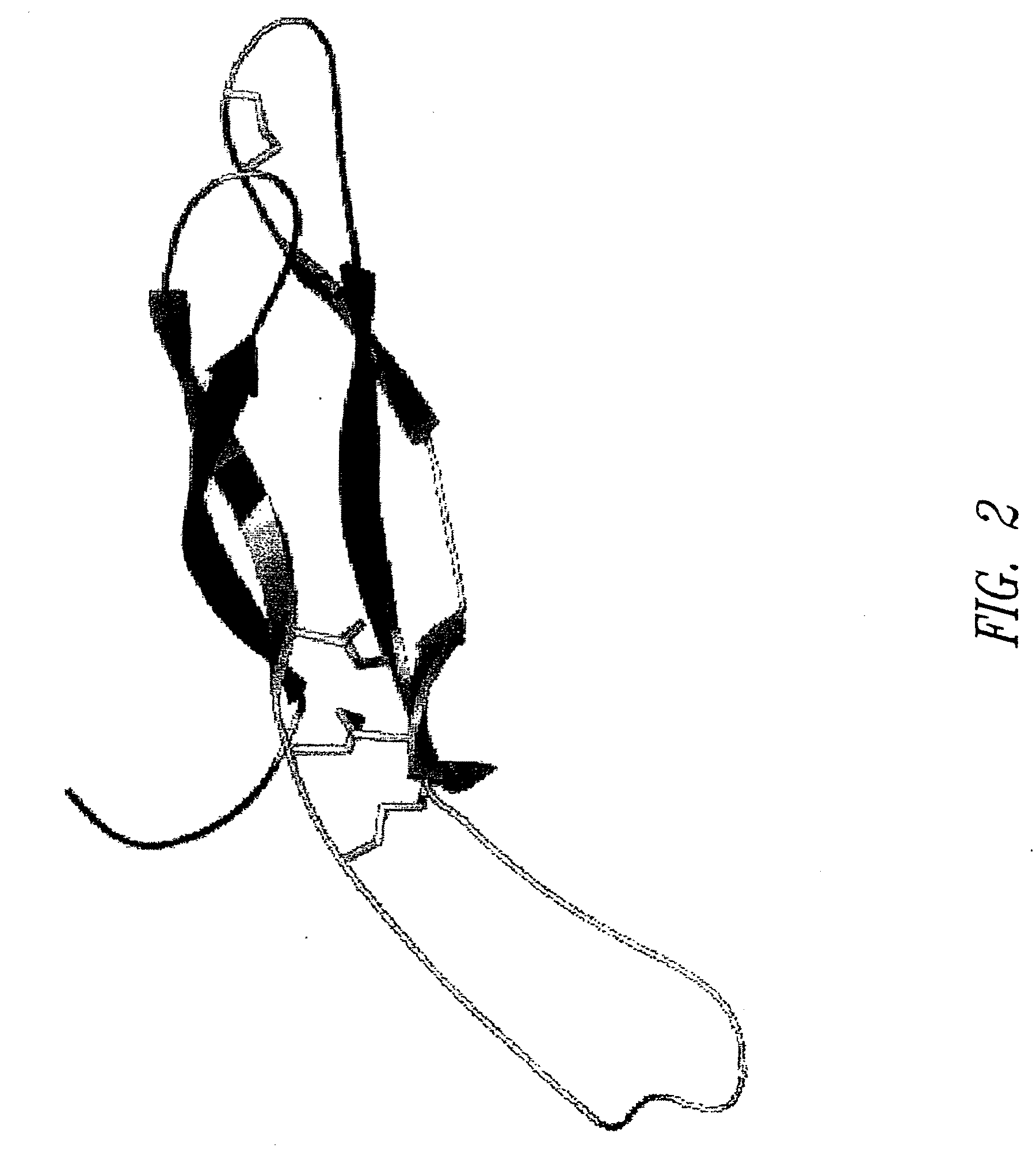 Antibodies specific for sclerostin and methods for increasing bone mineralization