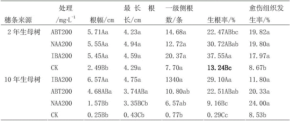 Propagation method of cuttings of hammer tree