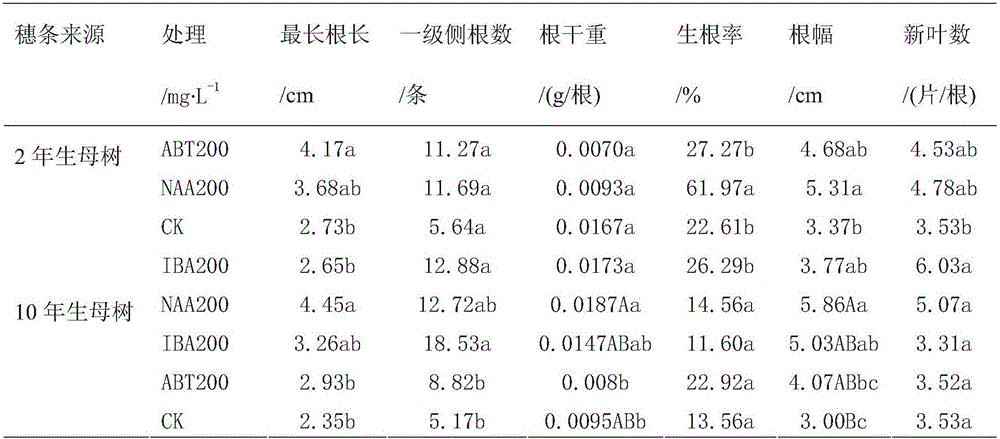 Propagation method of cuttings of hammer tree