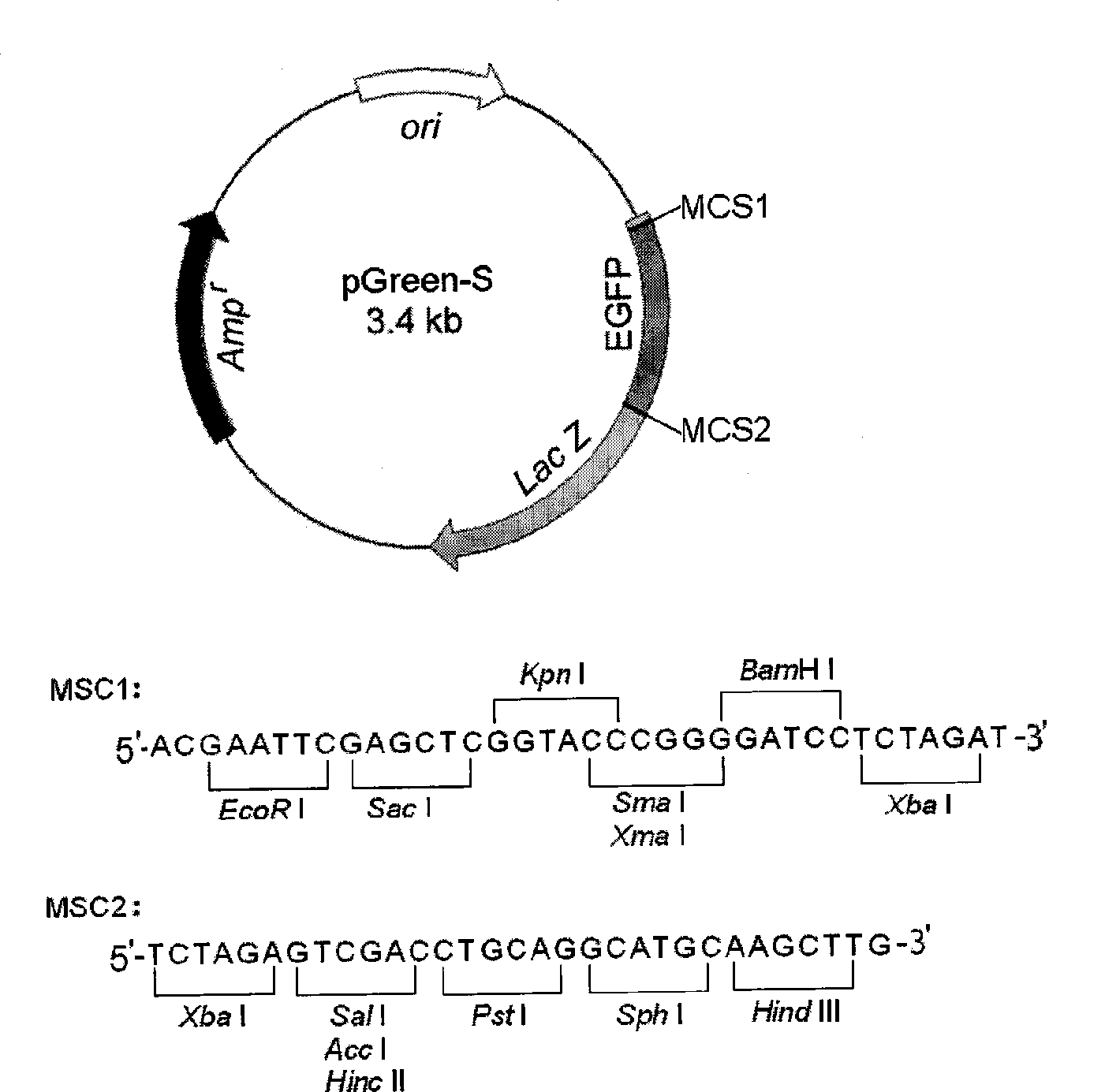 Cloning vector pGreen-S based on enhanced green fluorescent protein gene deletion as screen marker and construction method thereof