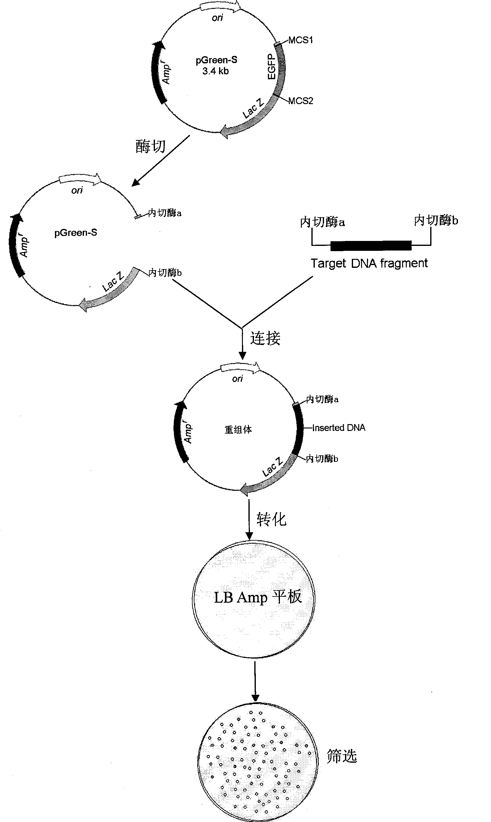 Cloning vector pGreen-S based on enhanced green fluorescent protein gene deletion as screen marker and construction method thereof