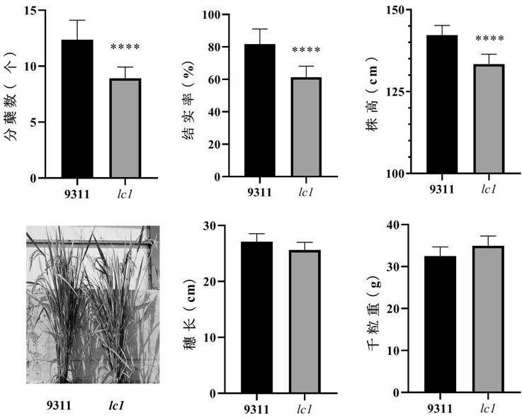 Mutant gene OsCOPT7 of rice copper low accumulation mutant lc1 and application of gene