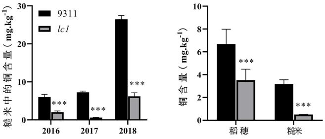 Mutant gene OsCOPT7 of rice copper low accumulation mutant lc1 and application of gene