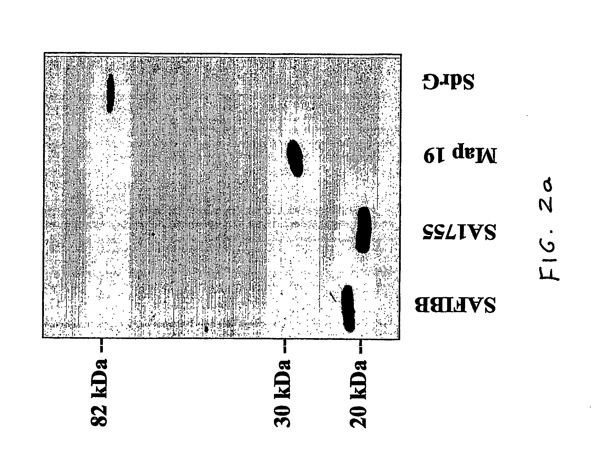 Staphylococcus aureus efb protein and c3 binding region which inhibit complement activation