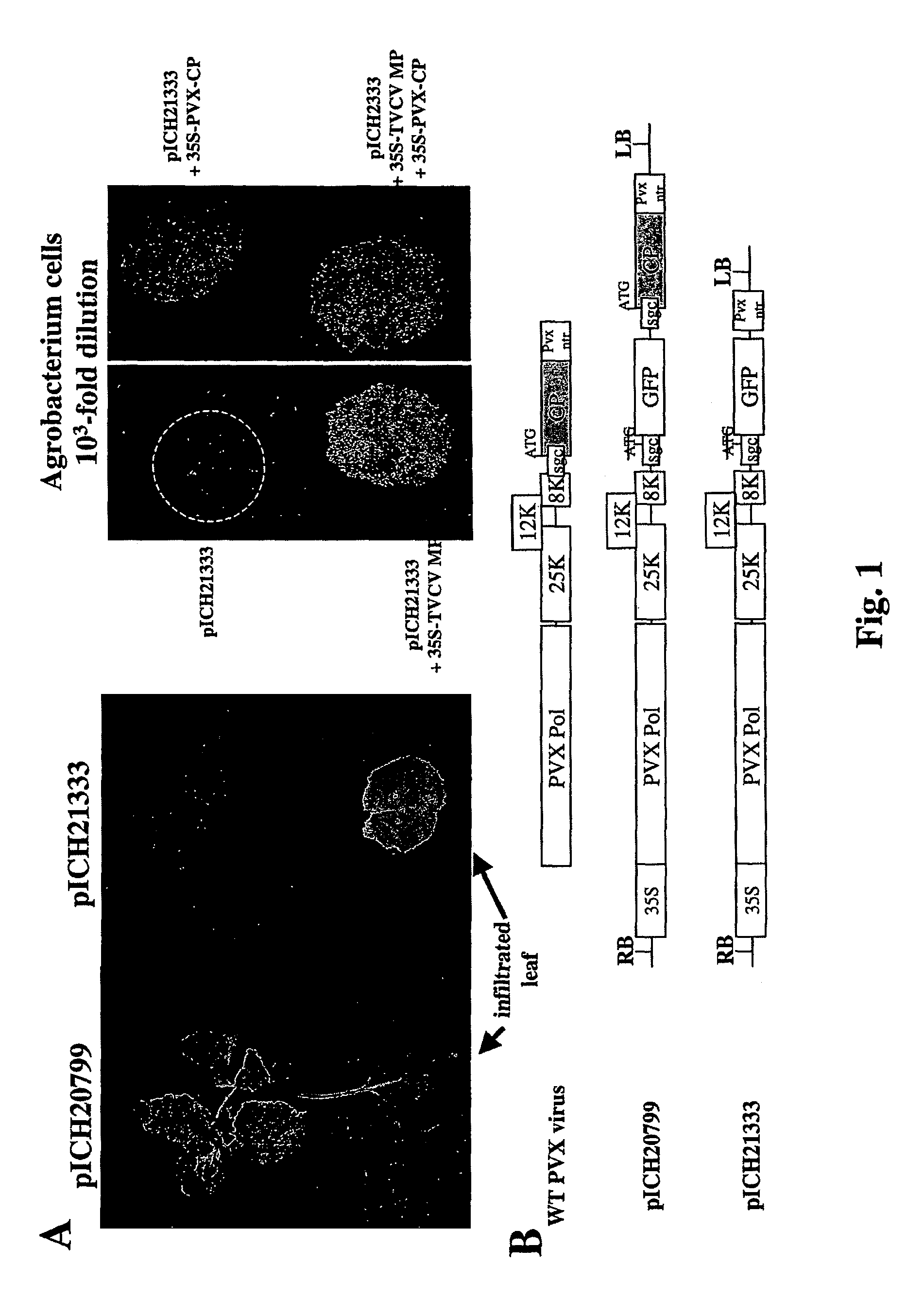 Potexvirus-derived replicon