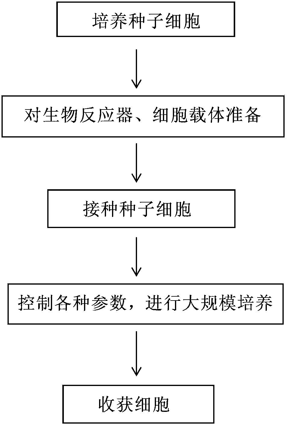 Large scale production technology for dental pulp stem cell