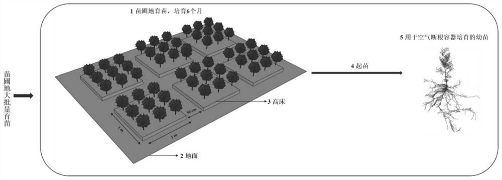 Method for rapidly and efficiently increasing survival rate of nursery stock afforestation