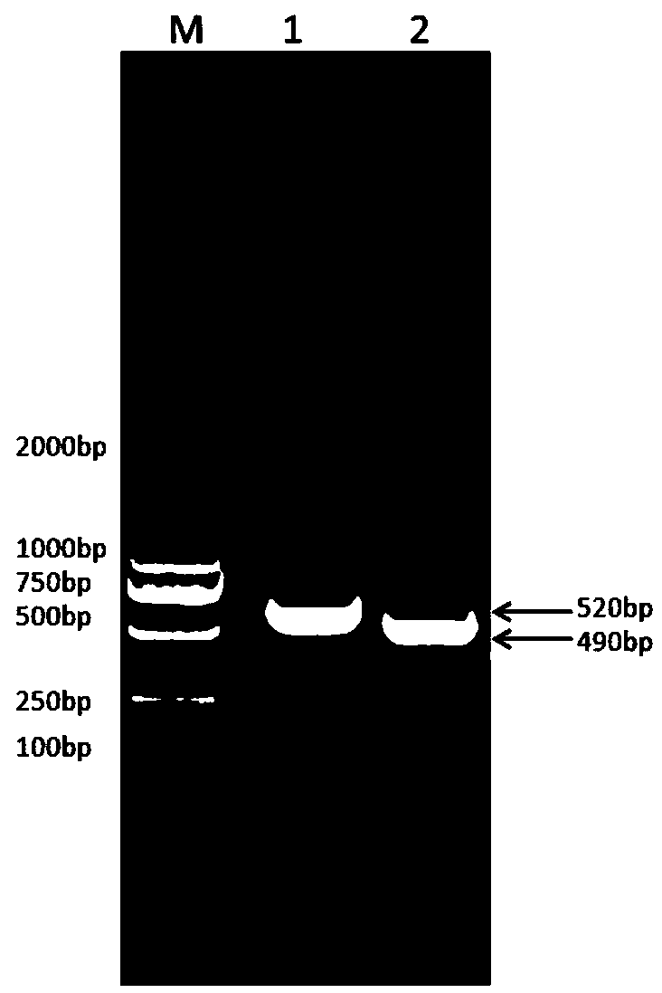 Recombinant goat long-acting interferon gamma, fusion protein for preparing long-acting interferon gamma and preparation method thereof