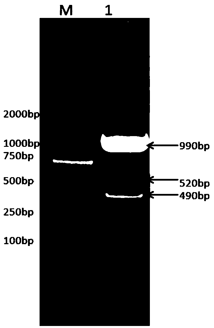 Recombinant goat long-acting interferon gamma, fusion protein for preparing long-acting interferon gamma and preparation method thereof