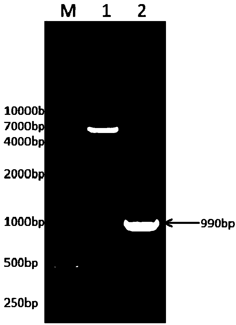 Recombinant goat long-acting interferon gamma, fusion protein for preparing long-acting interferon gamma and preparation method thereof