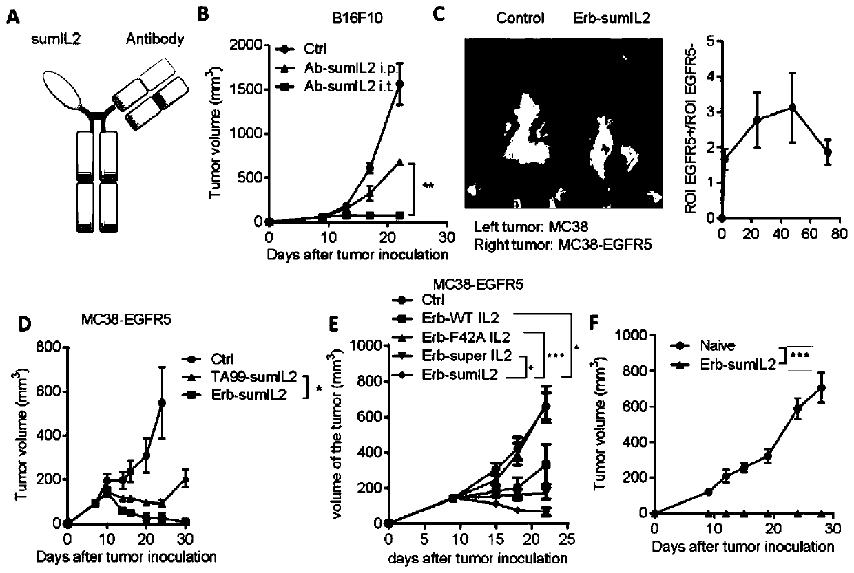 Fusion protein of IL-2 mutant and antibody and application of fusion protein