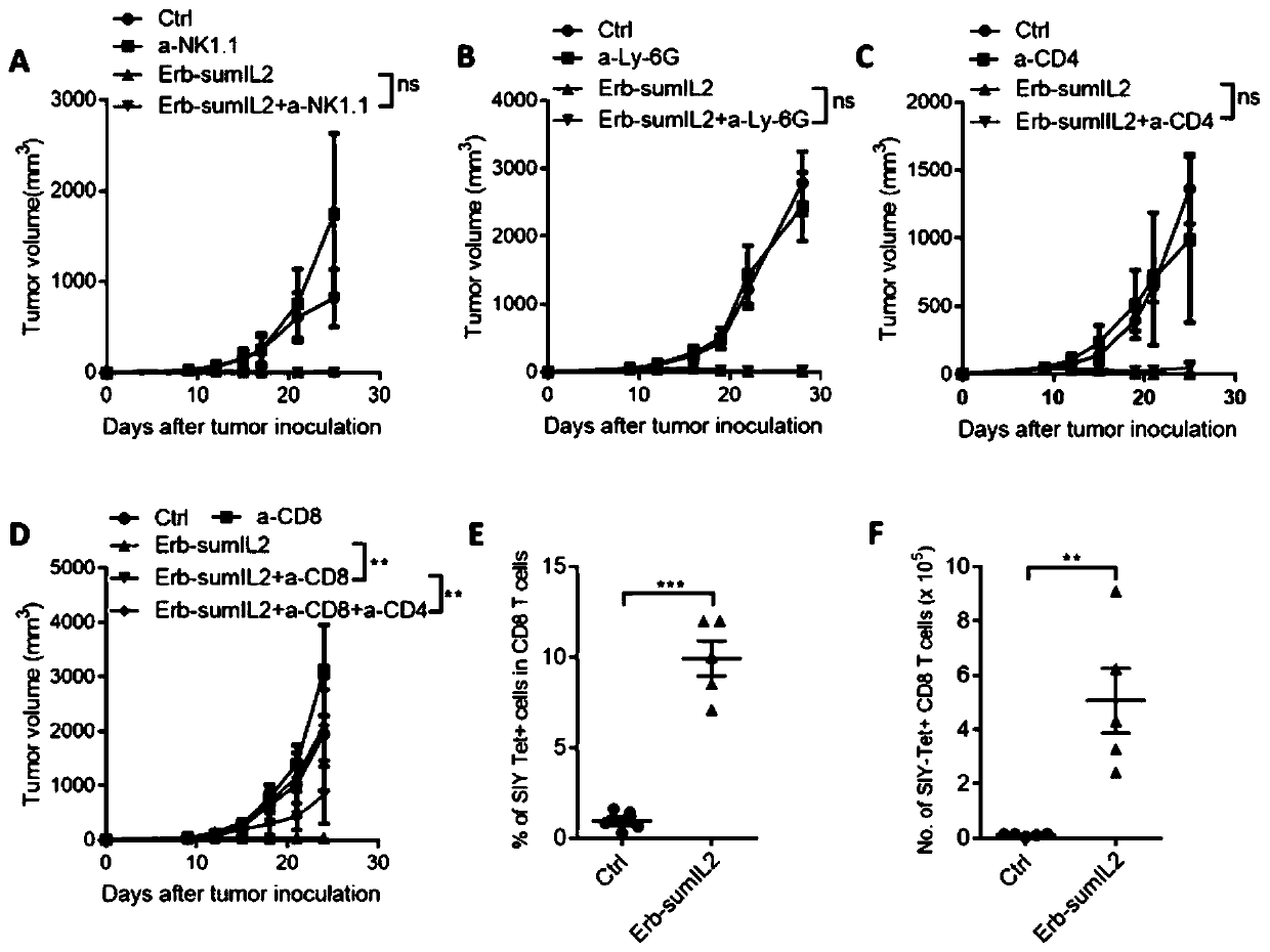 Fusion protein of IL-2 mutant and antibody and application of fusion protein