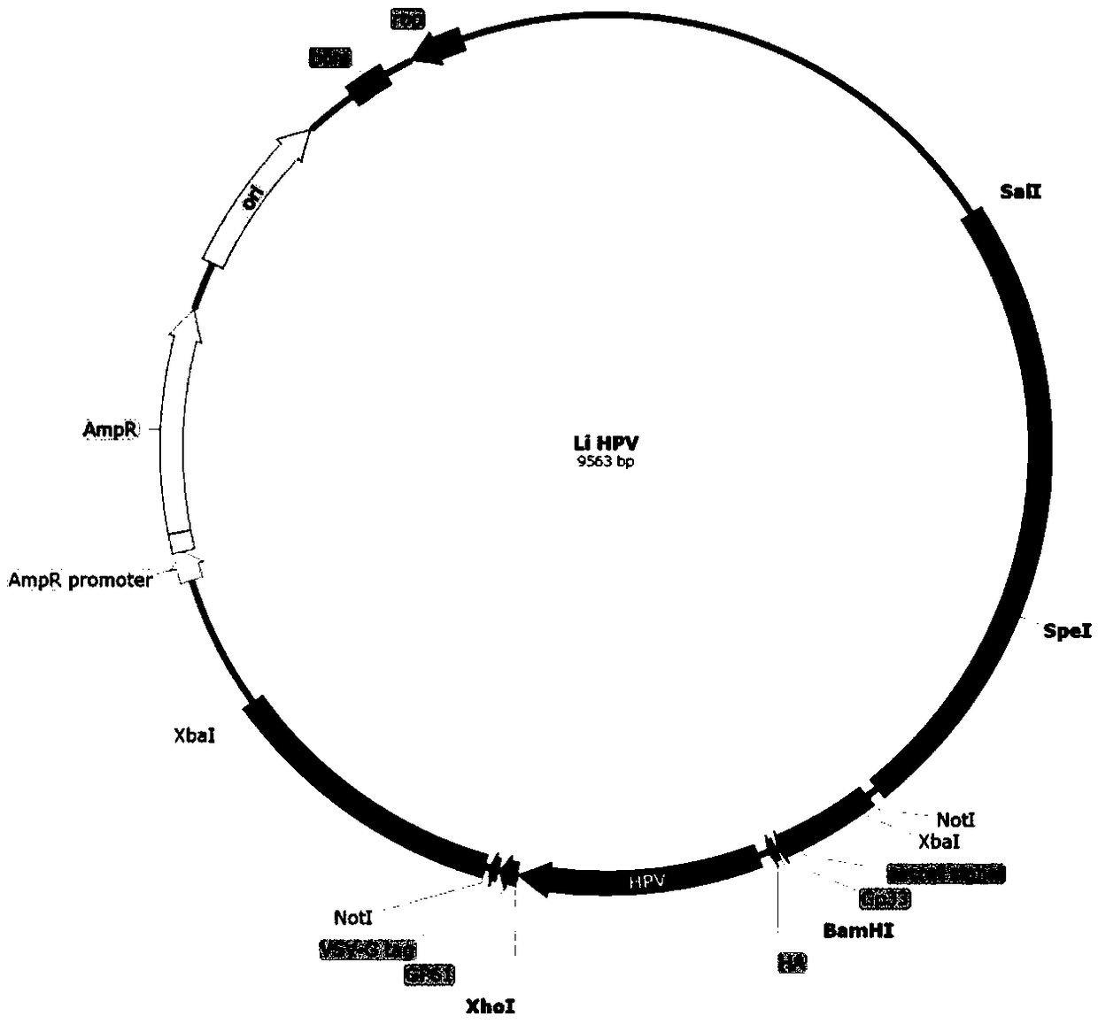 Cervical cancer therapeutic vaccine based on recombinant attenuating sheep listeria ivanovii