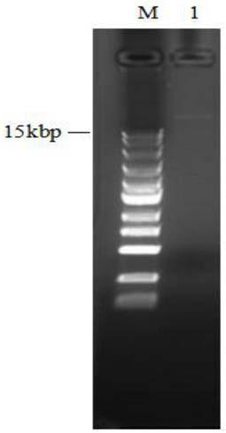 Cervical cancer therapeutic vaccine based on recombinant attenuating sheep listeria ivanovii