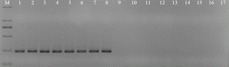 Specific primers used for PCR detection of Aphelenchoides besseyi and application method thereof