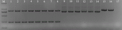 Specific primers used for PCR detection of Aphelenchoides besseyi and application method thereof