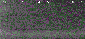 Specific primers used for PCR detection of Aphelenchoides besseyi and application method thereof