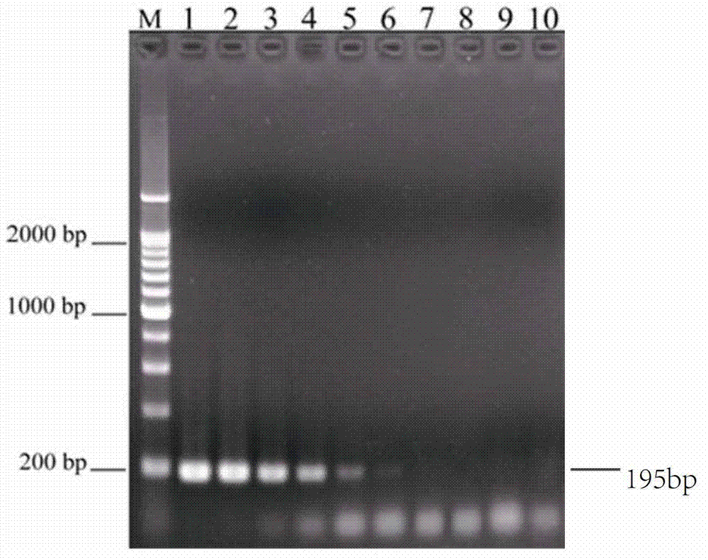 Multiplex PCR detection method for Salmonella typhimurium and its serovars