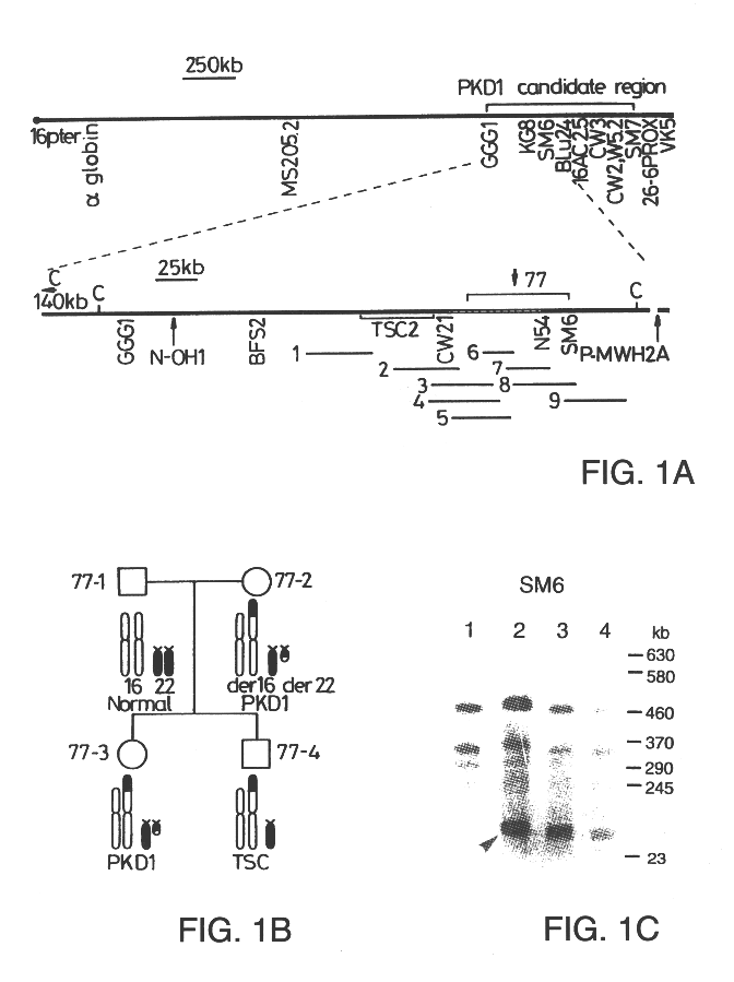 Polycystic kidney disease 1 gene and uses thereof